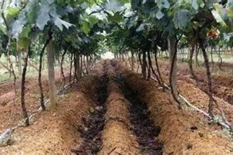 葡萄秋季管理怎么施肥