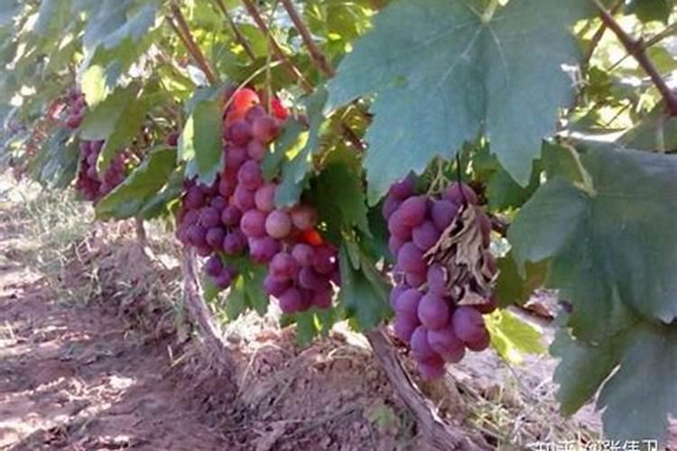 果苗施什么肥长的快？如何施肥？