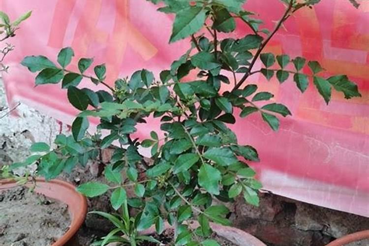 生根粉如何催种子发芽生根粉是在发芽前用还是发芽后用