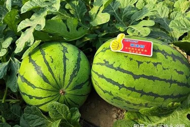 大拳头是颗粒水溶肥吗？是哪个公司研发的？