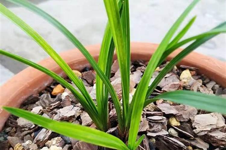 刚移植兰花怎么时候下肥