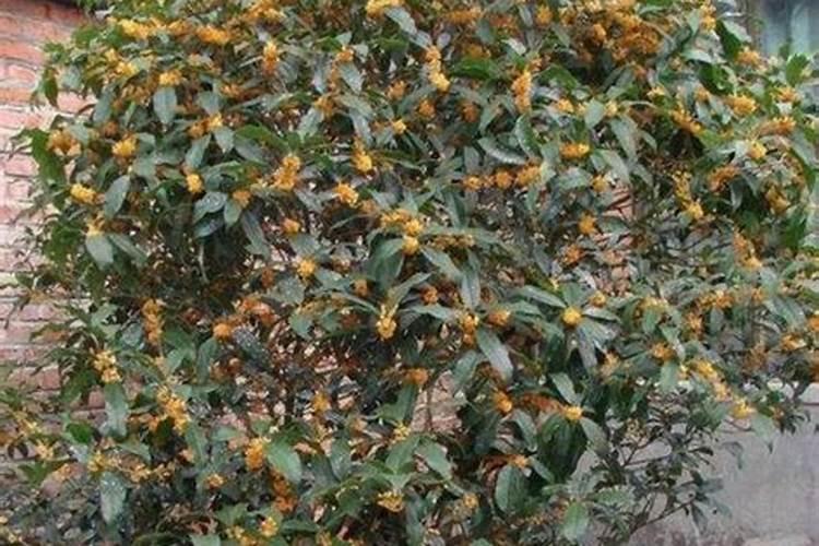 种植西瓜用什么肥料最佳？不同生长阶段,巧施肥料