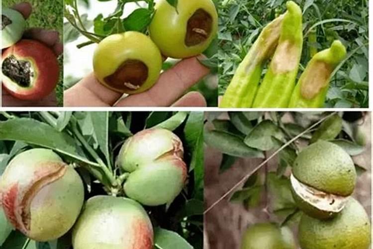 西瓜苗期用什么肥料好 西瓜应该怎么养殖