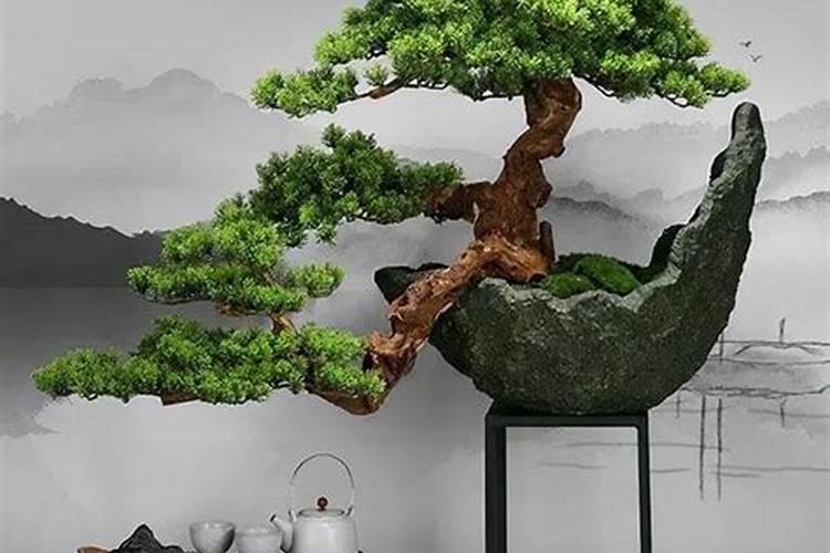 柿子树怎样才结果