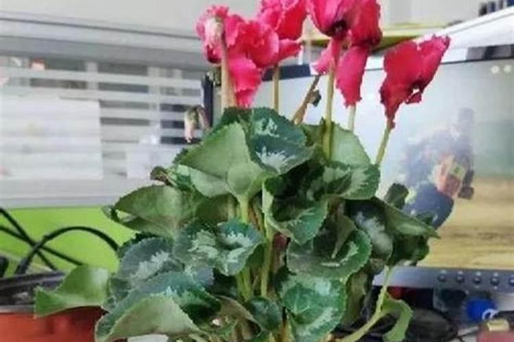 同步脱硫反硝化细菌分类