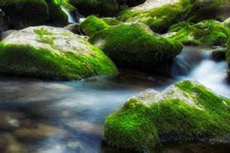 兰花叶子从根部发黄、干枯怎么办？如何补救？