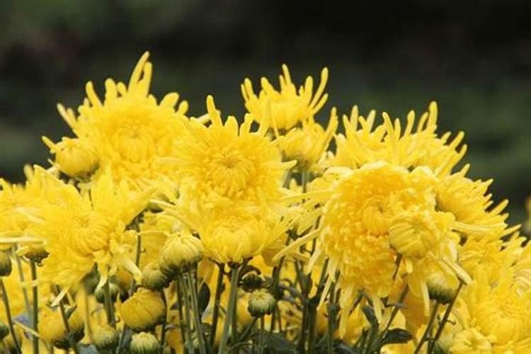 菊花花期需要施肥吗