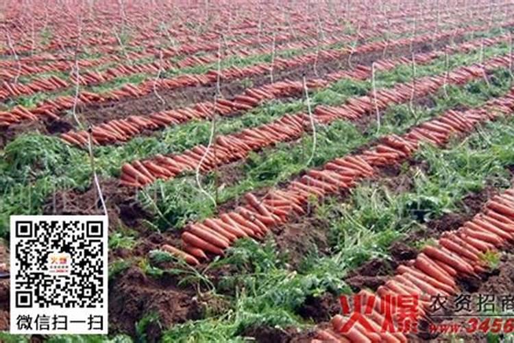 种萝卜用什么肥料做底肥