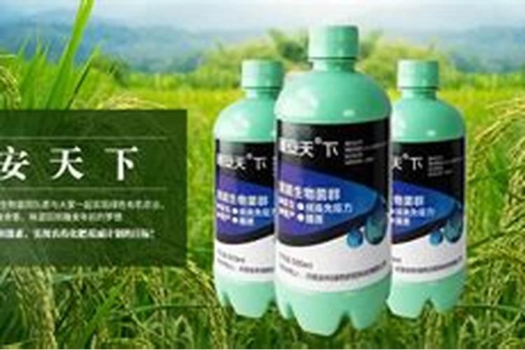 李子树的缩叶病