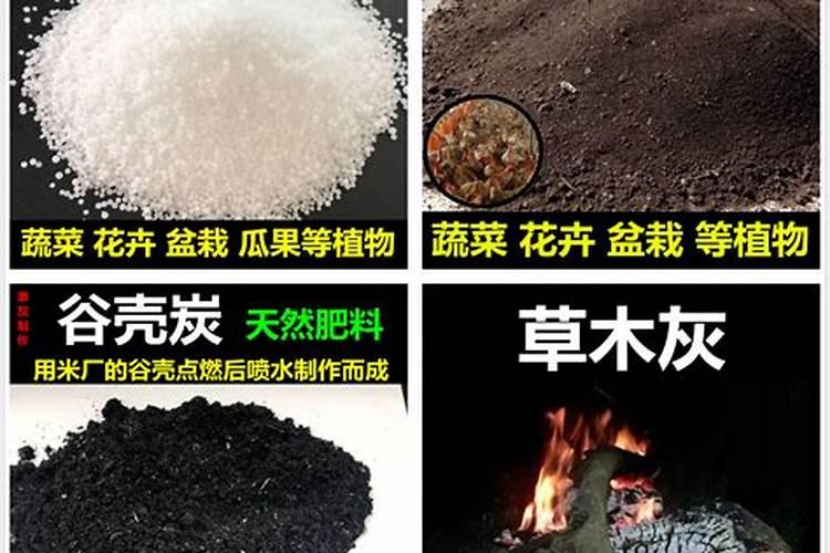 蓝莓的种植技术与管理