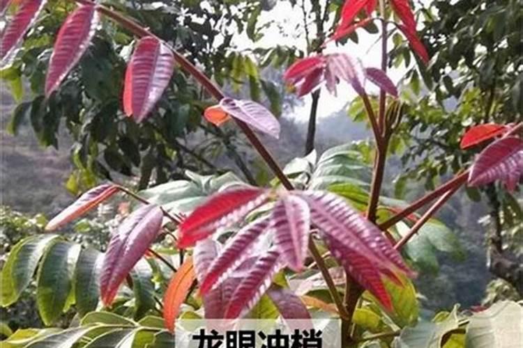 火龙果施什么肥长得快火龙果长得快施什么肥