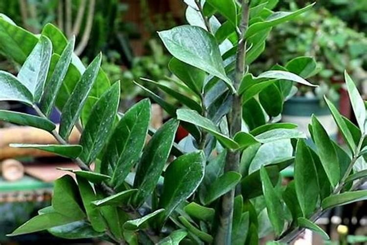 速乐硼能唝花卉吗？