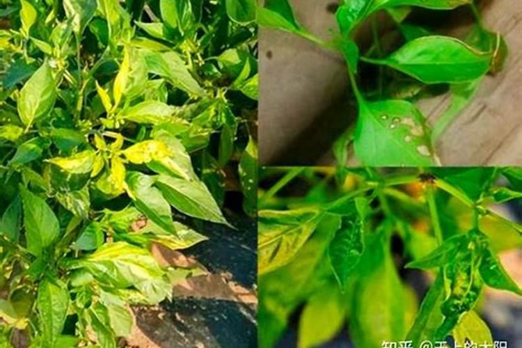 百合种植方法和时间