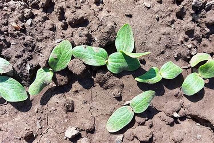 黄腐酸钾水溶肥有什么作用？主要功效是什么？