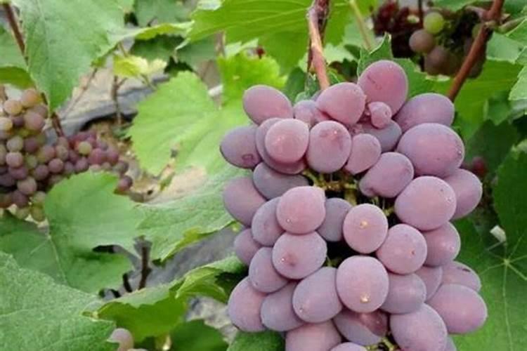 李子树什么时候打药