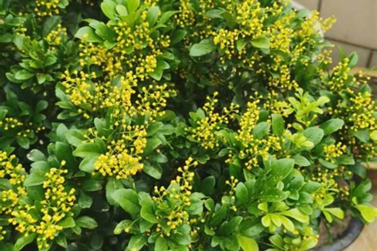 为什么说“花期要补硼,见果要补钙？”