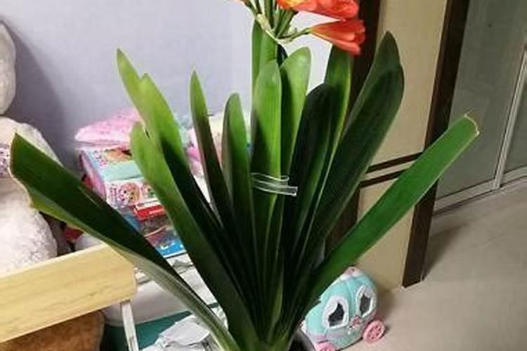 君子兰用什么肥料