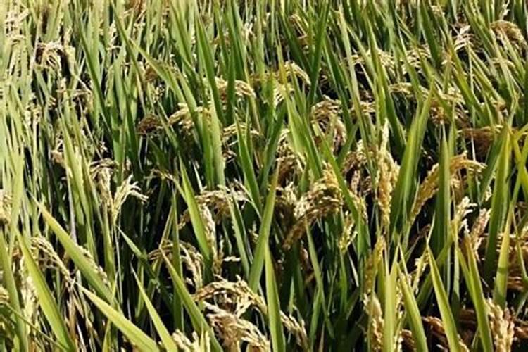 夏天阳台种菜多久浇水 夏季阳台种植,如何掌握浇水时间？