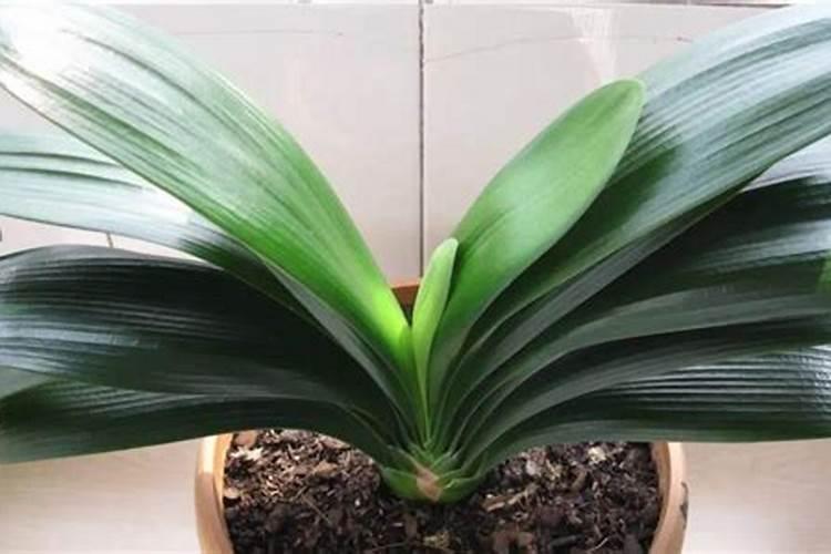 君子兰小苗怎样养根