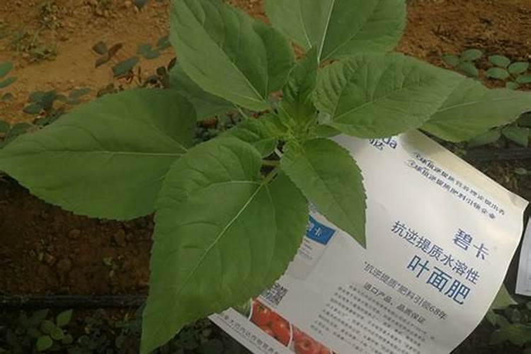 观叶植物用什么叶面肥,怎么施肥