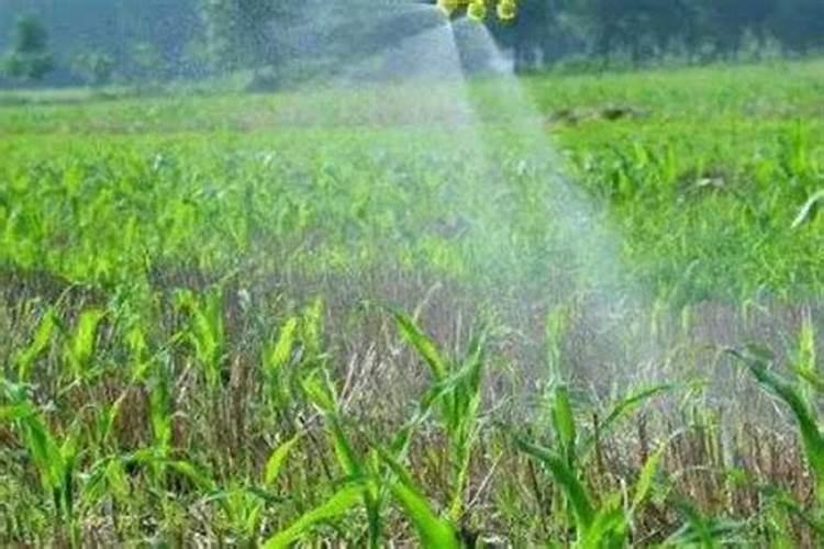 尿素可以水溶后施肥吗 尿素兑水比例多少合适