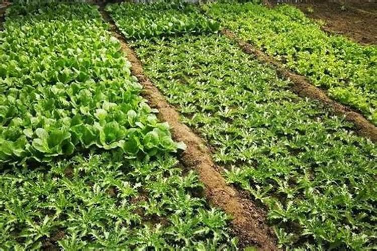 大棚茄子点花喷哪里？该如何寻找这个地方？