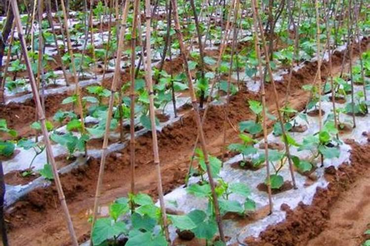 碧生噻唑锌可以和磷酸二氢钾混用吗？