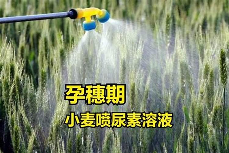 尿素当叶面肥喷施要注意什么