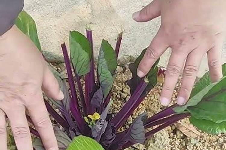 红菜苔施肥方法
