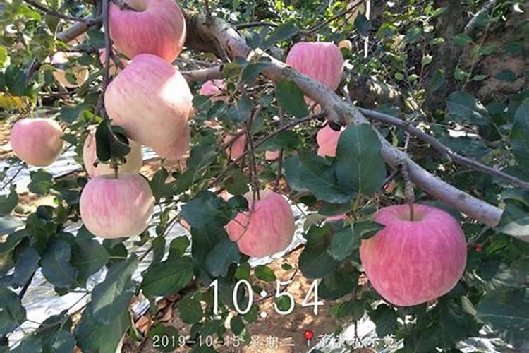 苹果从套袋到下袋,究竟用几次水溶肥最好？