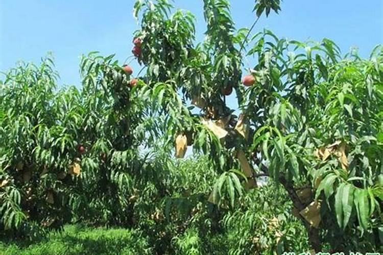 果树施肥怎样挖坑？果树选什么水溶肥好？