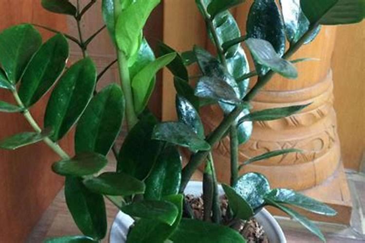 黄芪叶茶的功效与作用有哪些 黄芪叶的使用功效是什么