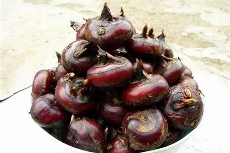 黄芪叶子什么样子