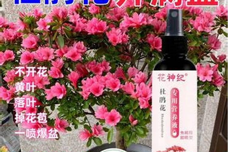 杜鹃花施什么肥,如何施肥