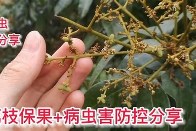 这个桃子啥病？打什么药效果好？