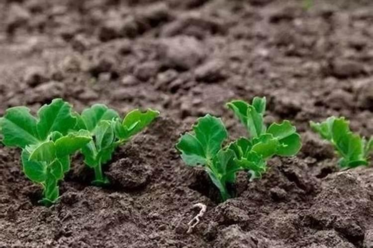 上午用腐植酸纳下午能用过流改底吗虾塘