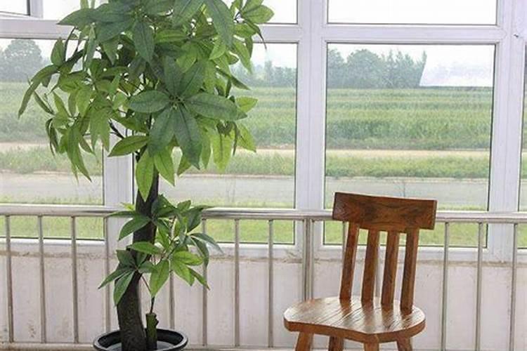 西瓜种植具体步骤
