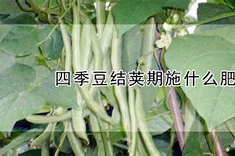 种植四季豆提高产量的施肥技巧有哪些