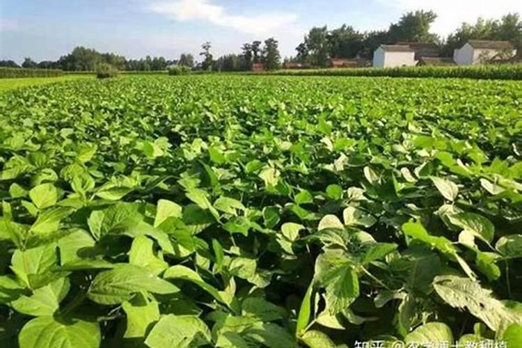 棉花苗期氮磷钾比例