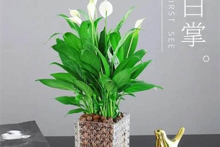 生产水溶肥有哪些厂家