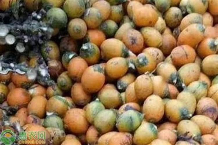 柑橘保果需要哪些元素