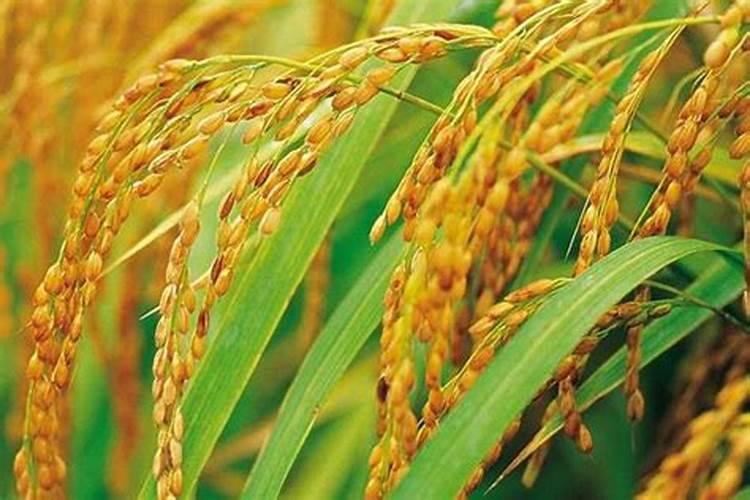 柿子树能上肥料吗