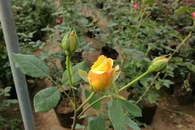 欧月玫瑰什么时候开花花期如何养护欧月