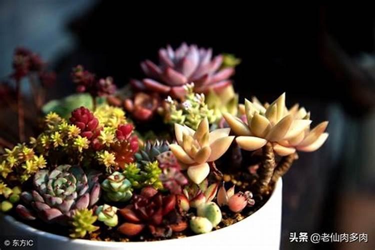 有谁知道现在小麦多少钱一斤