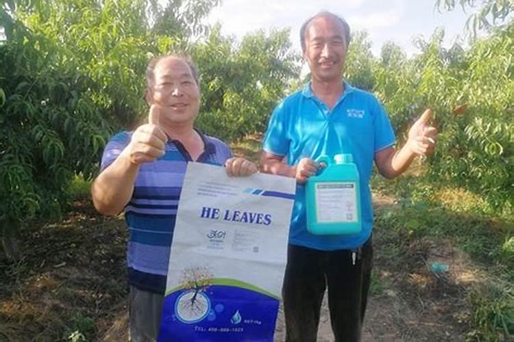 桃树能冲施水溶肥吗
