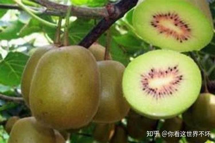 猕猴桃萌芽肥施什么肥最好