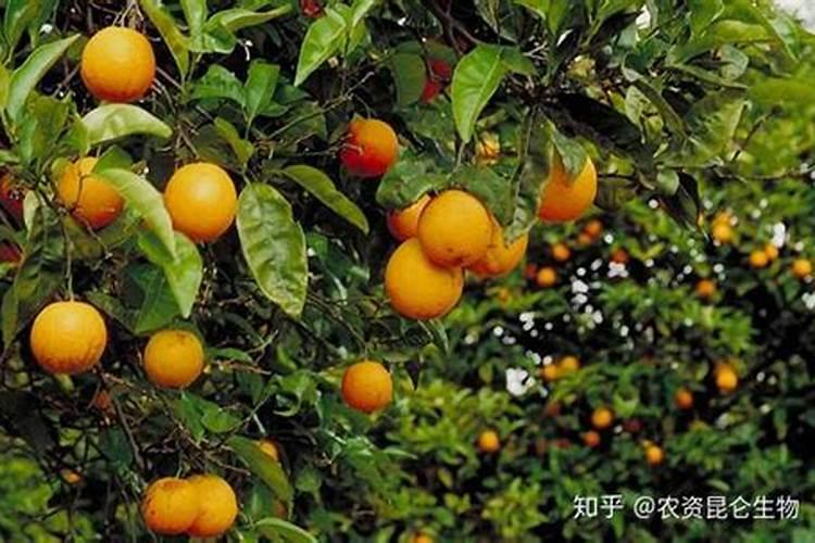 十大高蛋白质鱼排名