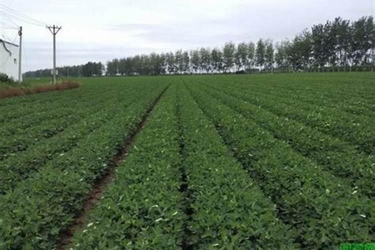 一株桃树施多少鱼蛋白水溶肥