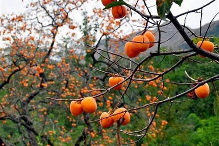 柿子树怎么施肥