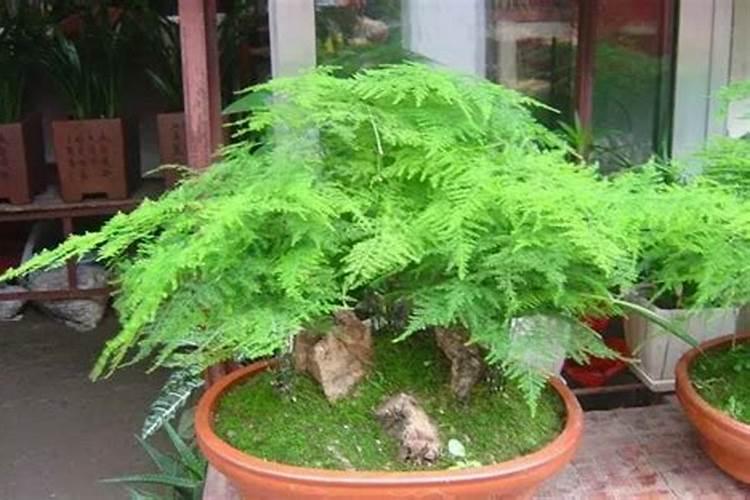 种黄瓜要什么底肥复合肥